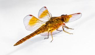 yellow dragonfly on the white background