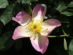 garden rose in the sunlight close up