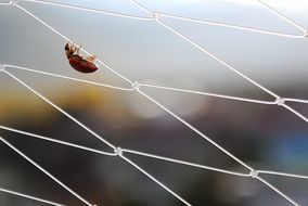 ladybug on a volleyball net