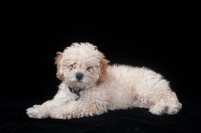 Poodle Puppy on black background