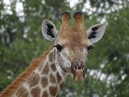 Cute, beautiful and colorful giraffe among the plants in South Africa