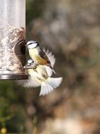 tit near the feeder on a sunny day