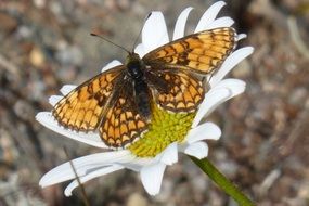 tiger butterfly on medicinal butterfly