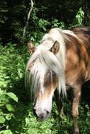 Haflinger Horse