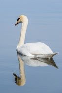 graceful swan on the mirroring lake
