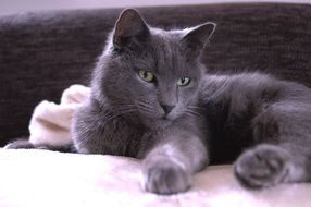 gray cat with green eyes closeup