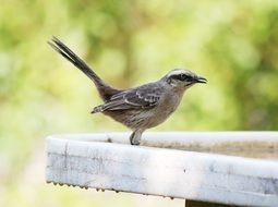 foraging small bird