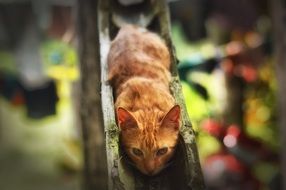 red cat in a wooden gutter