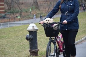 Walking with the cute white puppy in the bike