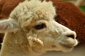 white llama with curly head