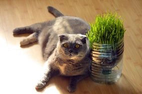 adorable Fat Cat on the floor portrait