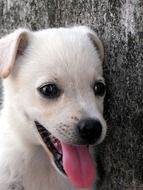 white puppy near the tree