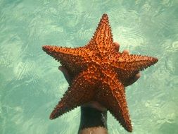 starfish in human hand