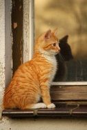 red baby cat sitting on the window