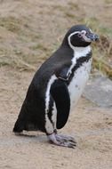 black penguin in the animal world