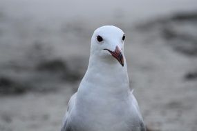 cute beautiful Seagull