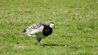 canada goose on the meadow