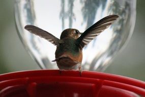 hummingbirds in the background of a glass ball