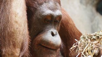 cute big orange orangutan