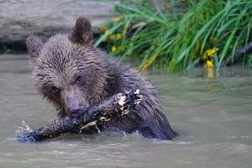 bear gnaws a branch of the tree in water