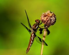 striking Dragonfly Insect