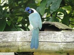 Cyanocorax, blue jay on log, back view