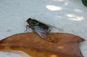 fly with large transparent wings