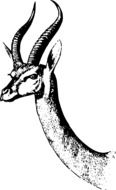 black and white drawing of a gazelle head with horns