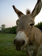 portrait of a funny donkey