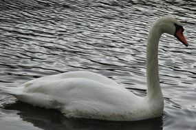 beautiful and cute Swan Bird