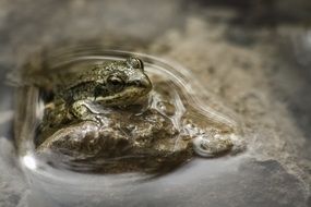 Colorful Frog in a water