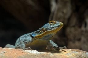 Closeup photo of Blue Rock Iguana