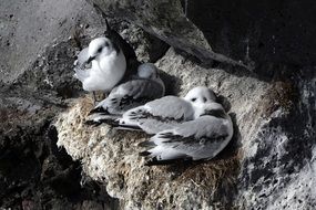 seagulls lay eggs on the rock