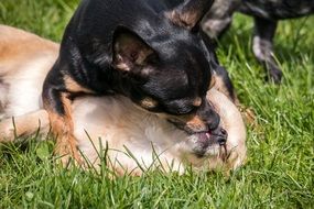 playful chihuahua dogs on grass