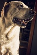 portrait of an adorable white dog