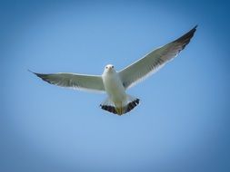 kiting seagull