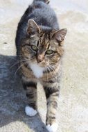 wondrous Tabby Feline Domestic cat