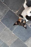 photo of the lying dog