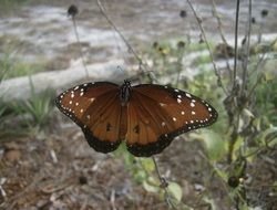 brown butterfly in wildlife