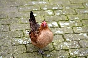 Chicken Poultry Farm