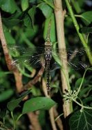 filigree beautiful dragonfly