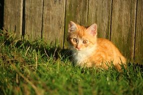 young red cat sitting by the wooden wall