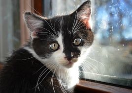 black and white kitten near the window