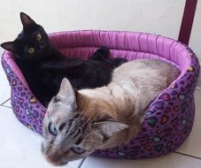 two cats on a soft bed