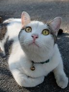 white cat in Thailand close-up