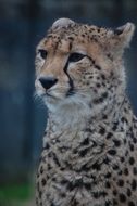 Cheetah Big Cat