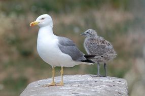 seagull with chick on a stone close-up on a blurred background