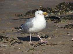 yellow-billed gull on the beach