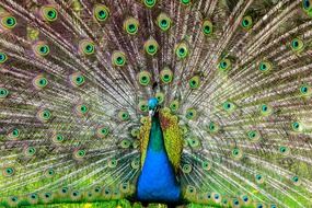 alluring peacock