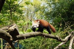 Cute red panda on the tree in the forest